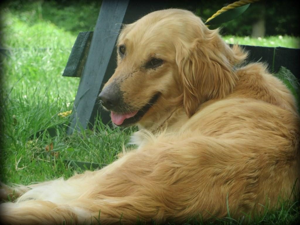 Our AKC Golden Retriever Windy Knoll Jenny is a proud contented mother