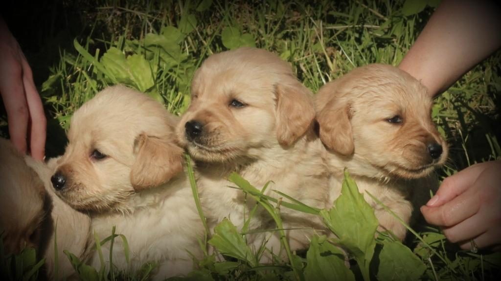 Three curious, cute AKC Golden Retriever males from Jenny's litter