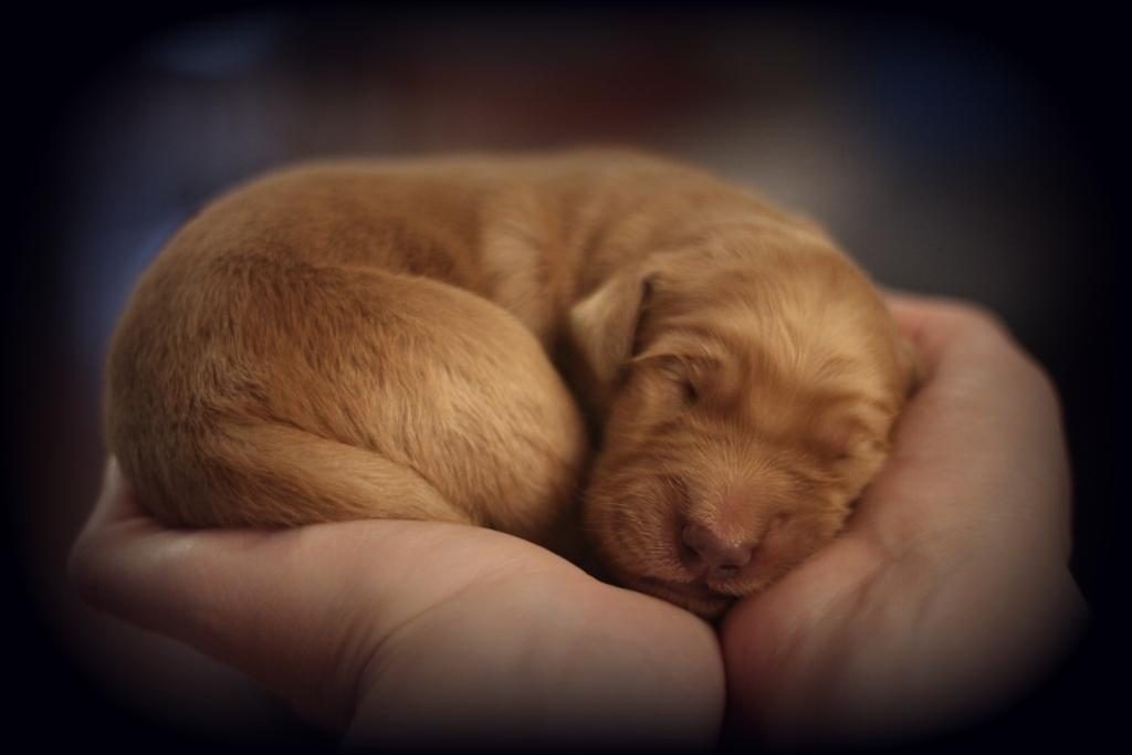 a-four-day-old-akc-golden-retriever-puppy-fits-snuggly-in-my-hands