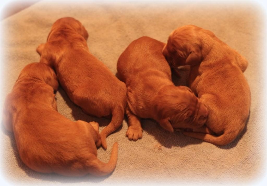 four-of-betsys-seven-healthy-akc-golden-pups-enjoy-a-nap-together