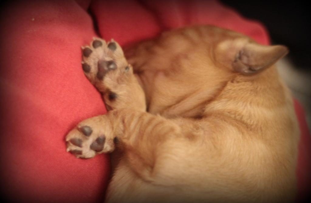 tiny-perfect-paws-of-a-four-day-old-akc-golden-retriever-puppy