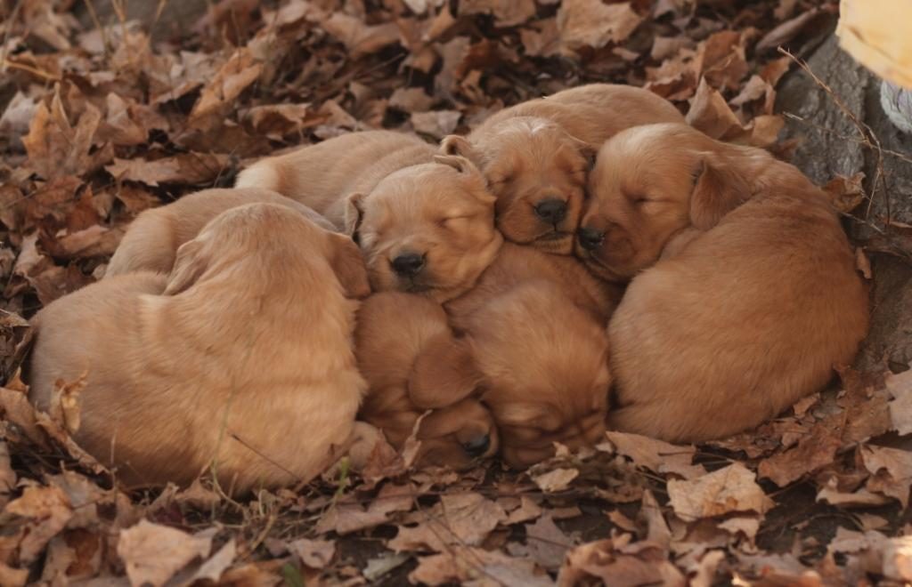 bred-in-the-new-england-these-akc-golden-pups-enjoy-their-first-outdoor-experience-in-the-new-england-countryside