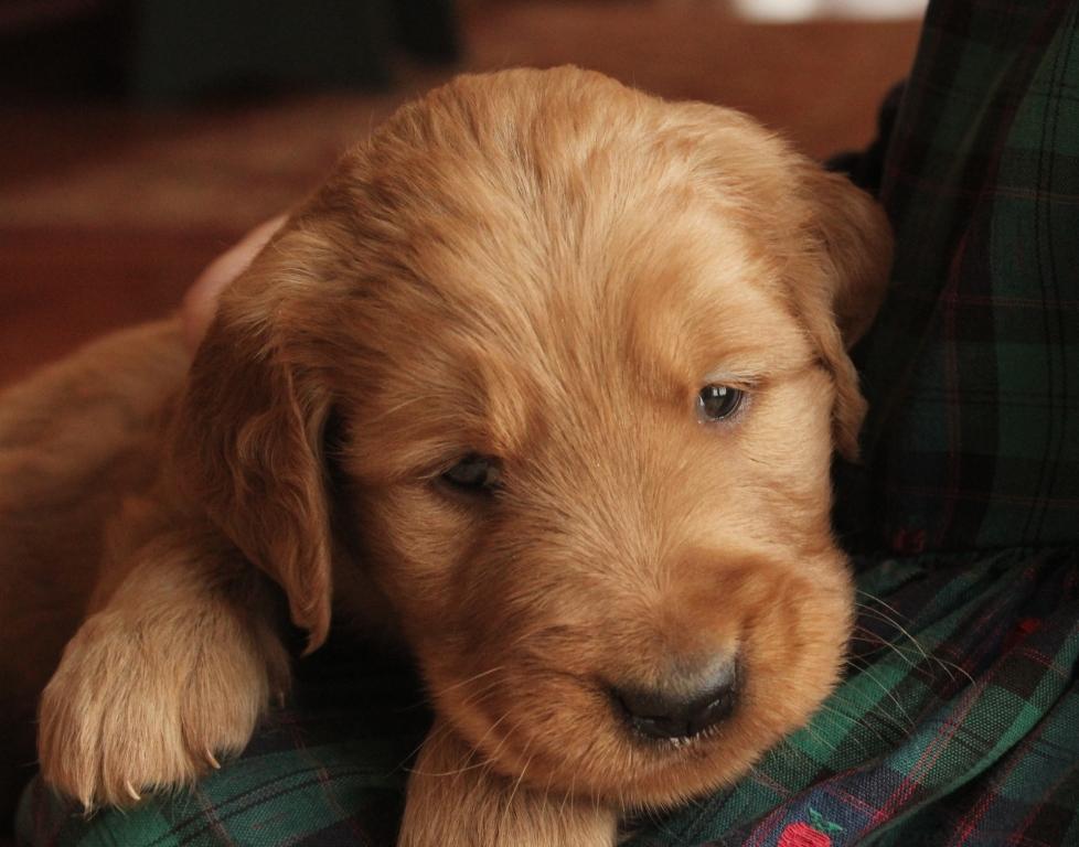 cute-as-a-button-this-little-red-akc-golden-retriever-puppy-enjoys-some-snuggles