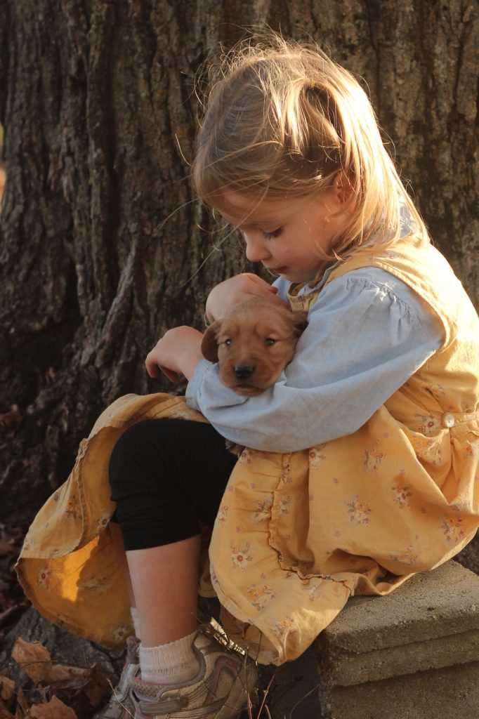 esther-is-the-daughter-of-new-england-breeders-of-akc-golden-retrievers-and-enjoys-holding-a-three-week-old-golden-pup