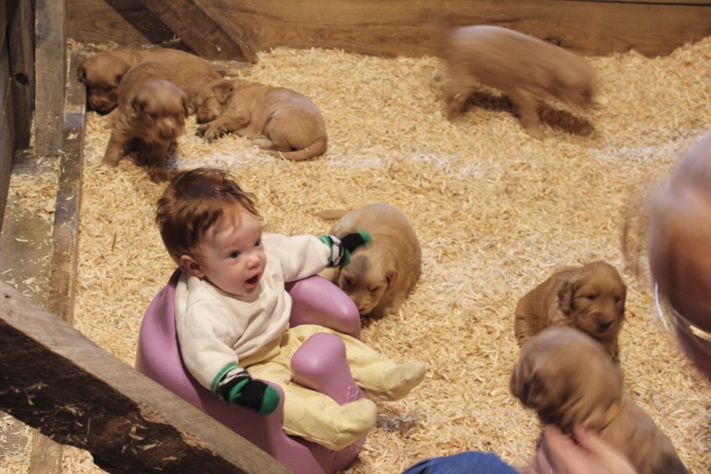 look-who-gets-to-watch-these-adorable-little-golden-retriever-puppies-of-polly
