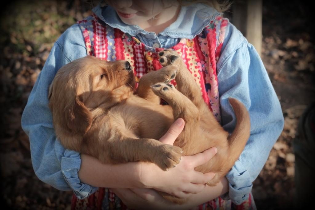 mary-likes-holding-windy-knoll-goldens-akc-golden-retriever-puupies-just-like-a-baby