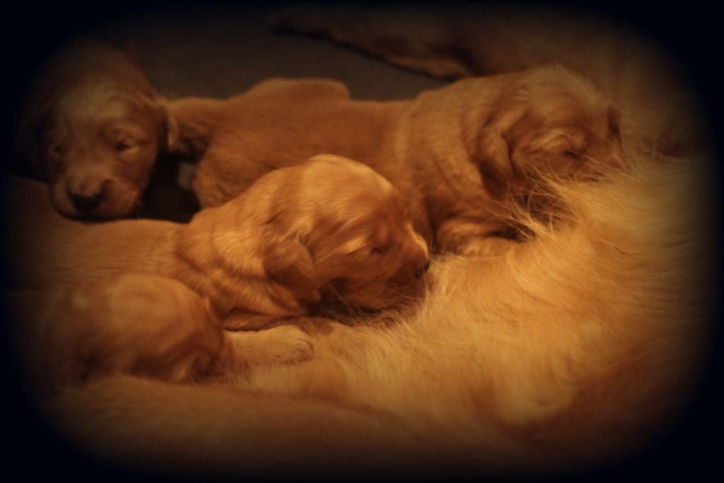 meal-time-for-some-of-windy-knoll-betsys-akc-golden-puppies