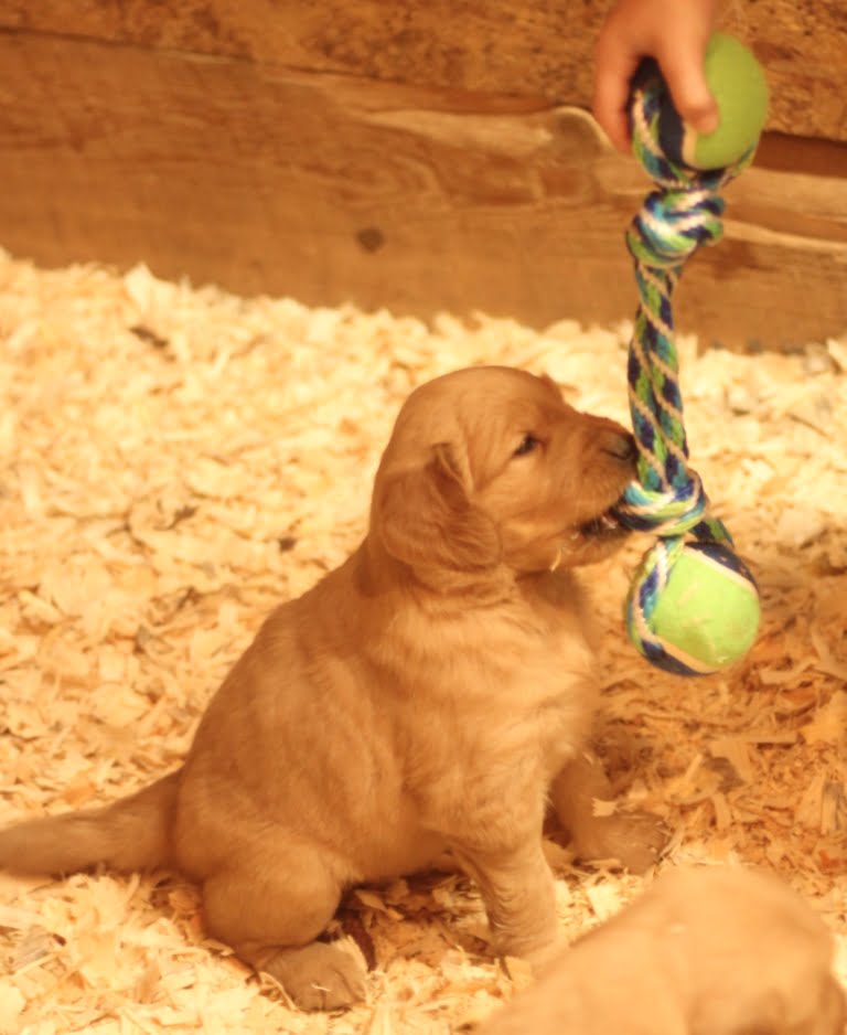 new-england-breeders-of-akc-golden-retrievers-introduce-a-new-toy-to-cute-puppies