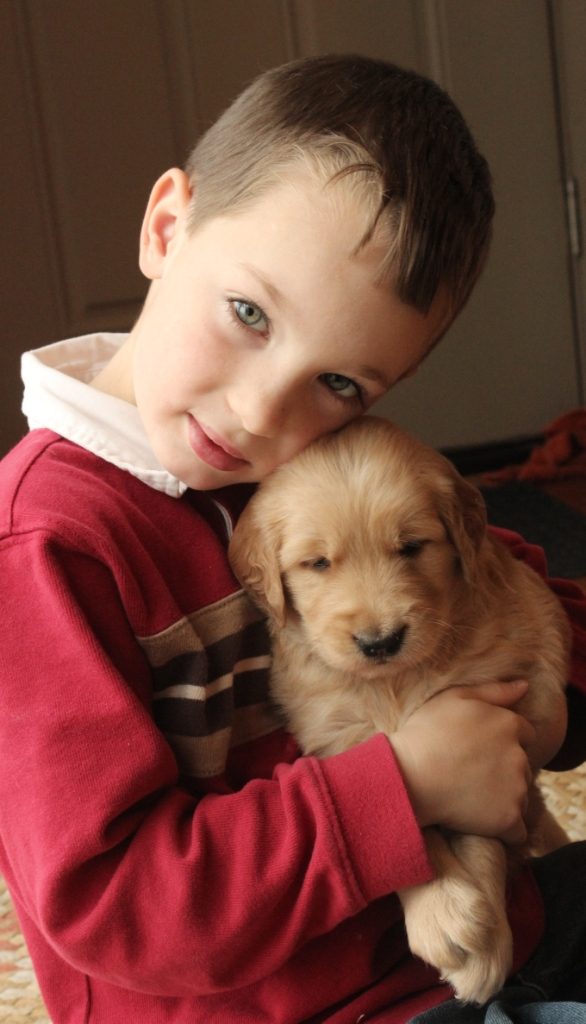 one-of-pollys-cute-akc-golden-retriever-puppies-snuggles-with-jonathan