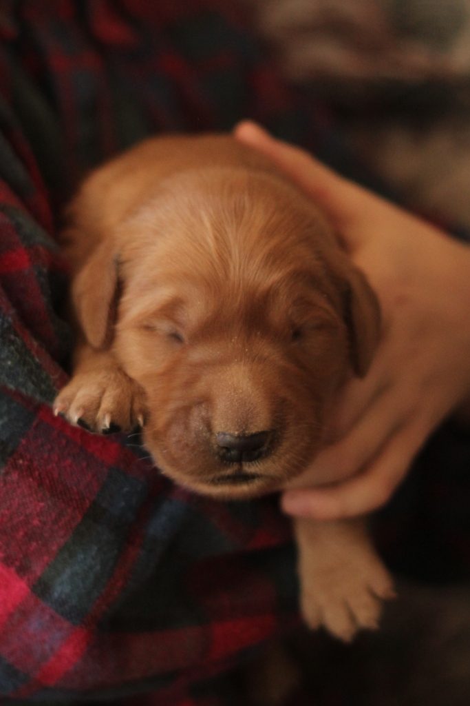 perfect-and-so-adorable-pollys-dark-red-one-week-old-akc-golden-retriever-pups-enjoy-some-snuggling-with-jonathan