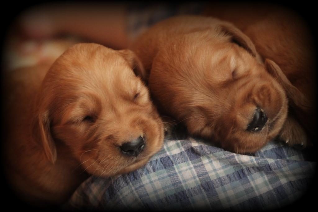 raised-by-akc-breeders-in-new-england-these-dark-red-golden-pups-are-fast-asleep