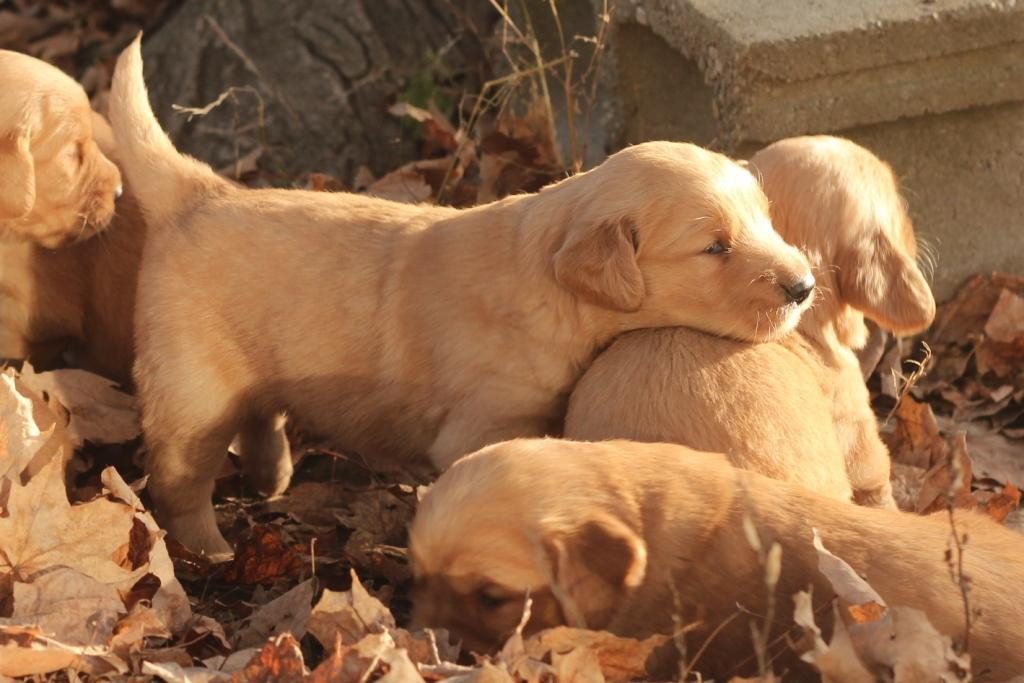 this-little-male-akc-golden-pup-is-enjoying-his-first-outside-experience-in-new-england