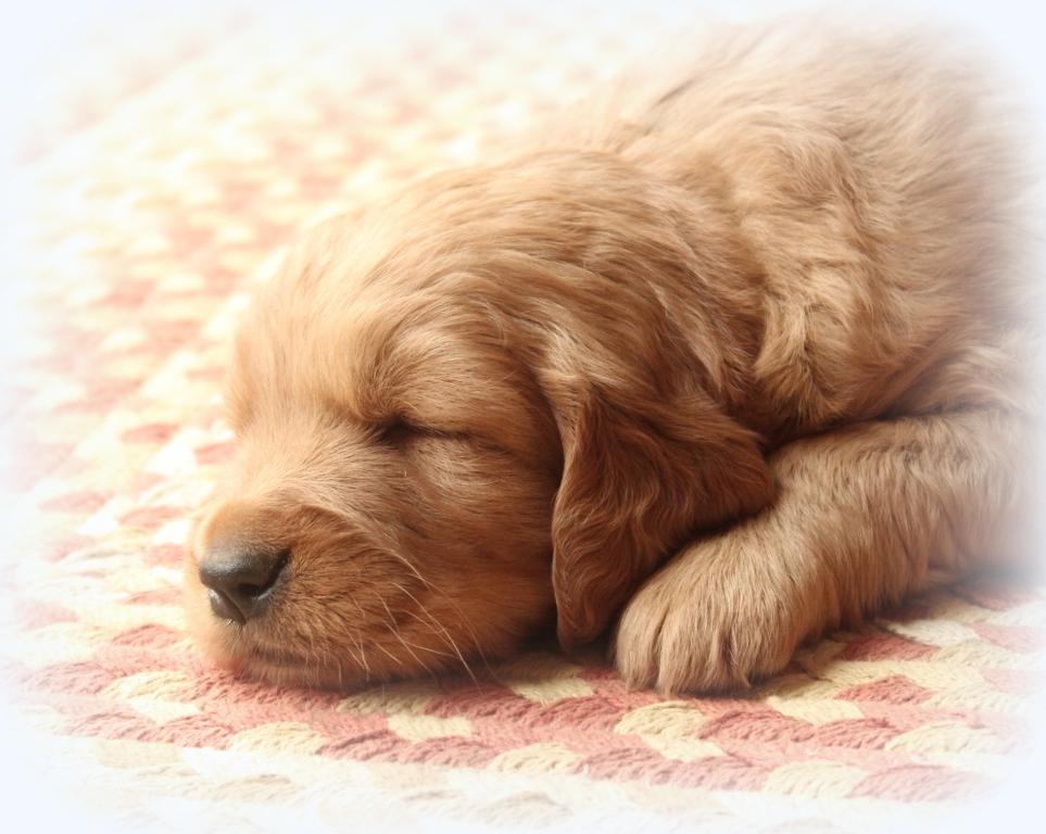 windy-knoll-akc-golden-retriever-puppy-sleeping-so-sweetly