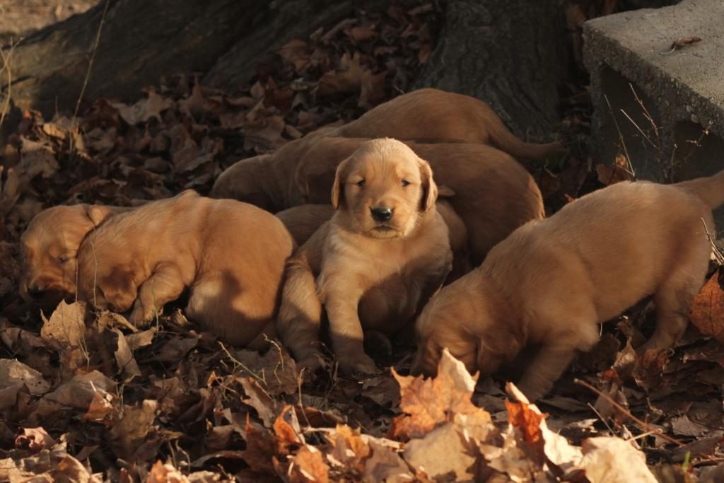 windy-knoll-betsys-pups-enjoying-the-crunchy-fall-leaves-on-a-beautiful-vermont-fall-day