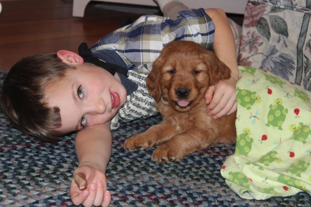 bred-and-raised-in-vermont-our-akc-golden-retriever-puppies-are-loved-and-played-with-every-day
