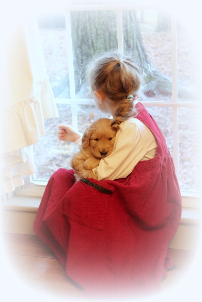 precious-moments-with-windy-knoll-goldens-akc-golden-retriever-puppies-and-children