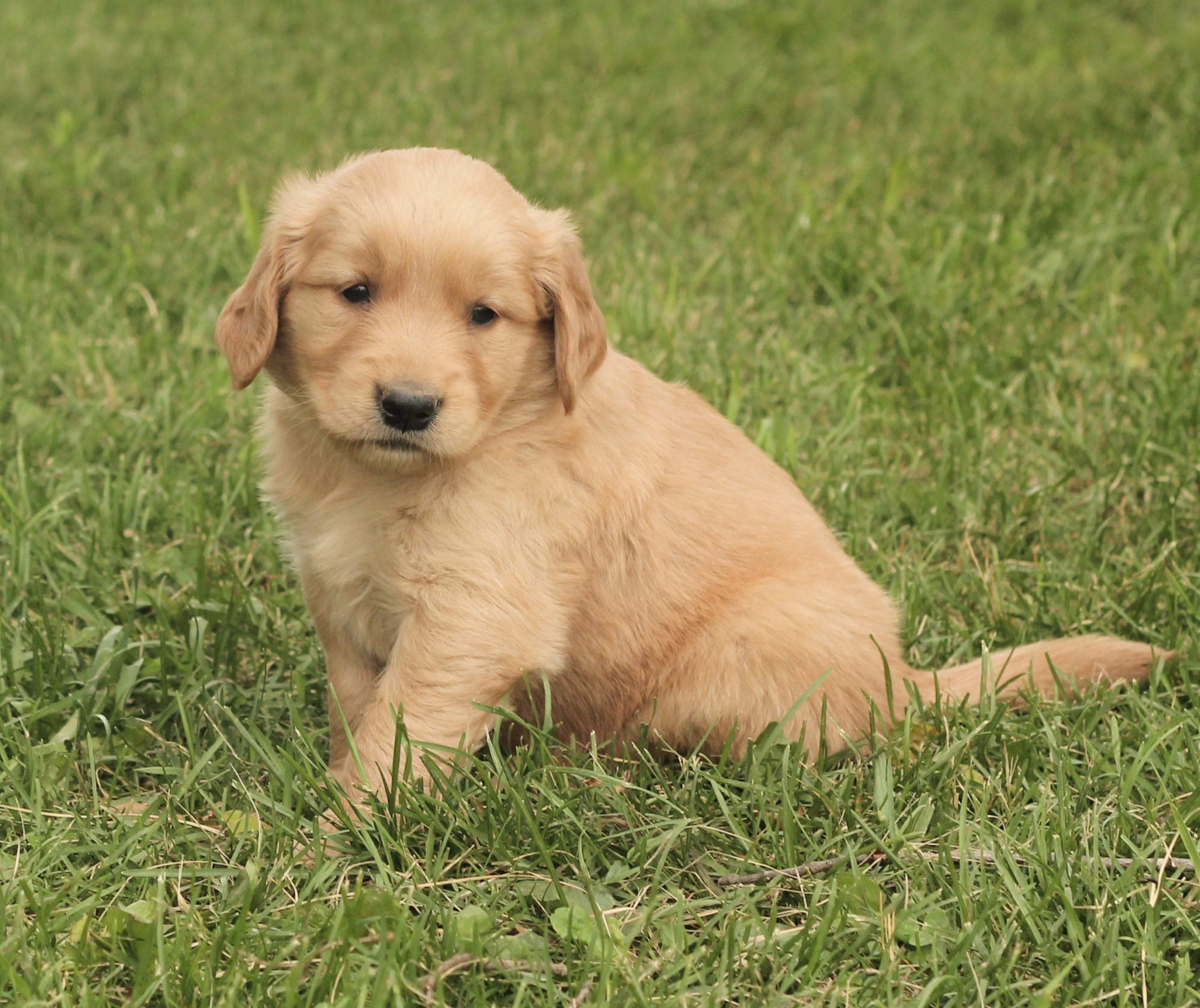 A Boatload of Sunshiny Golden Puppies Photos! - Sweet Gentle AnD ADorbale AKC GOlDen Retriever Puppies Are IDeal For The Family