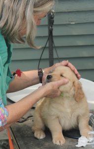 puppies first vet visit