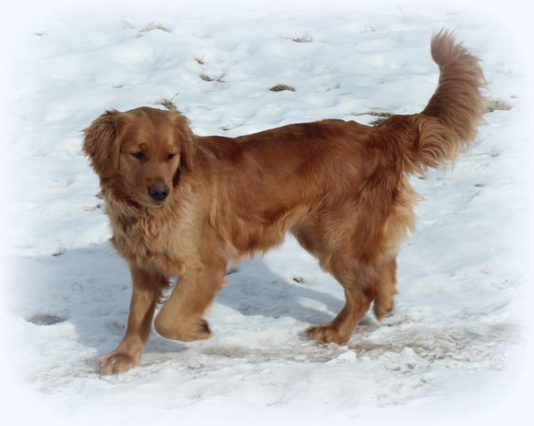 Dark Red Golden AKC Golden Retriever female owned by vermont breeders