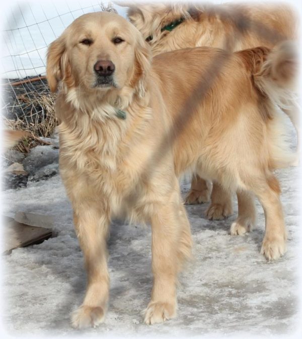 Vermont breeders of AKC Golden Retrievers own beautiful, sweet, blond