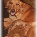 Golden Retrieve with puppies