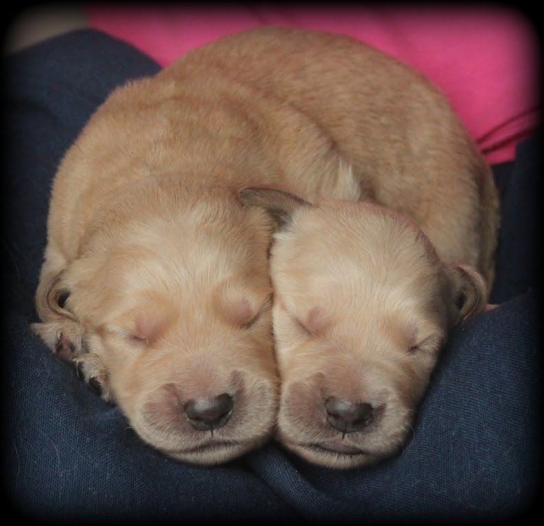 Male And Female Newborn English Cream American Golden Puppies For