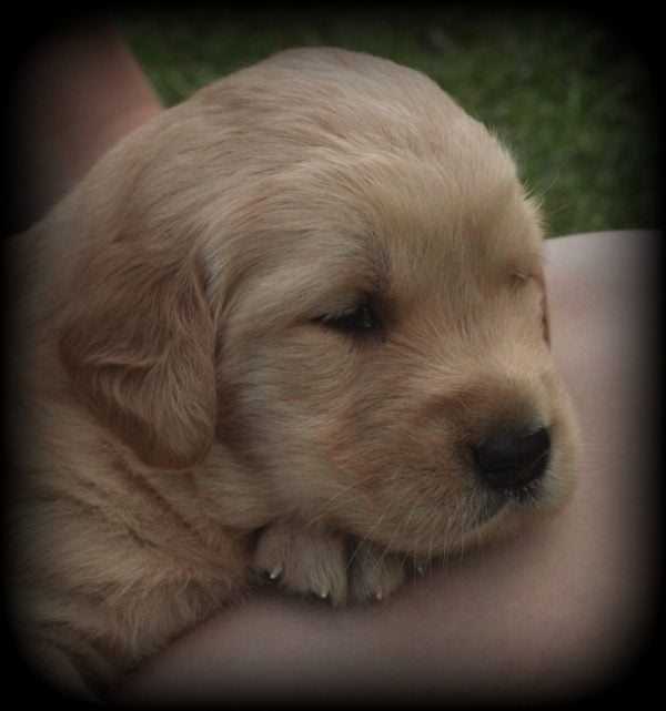 Sweet AKC Female Golden Retriever puppy for sale raised with love and quality by breeders in New Sweet AKC Female Golden Retriever puppy for sale raised with love and quality by breeders in New