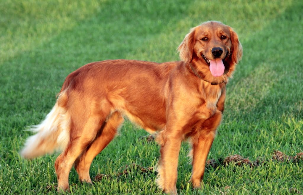 77+ Baby Golden Retriever For Sale Near Me