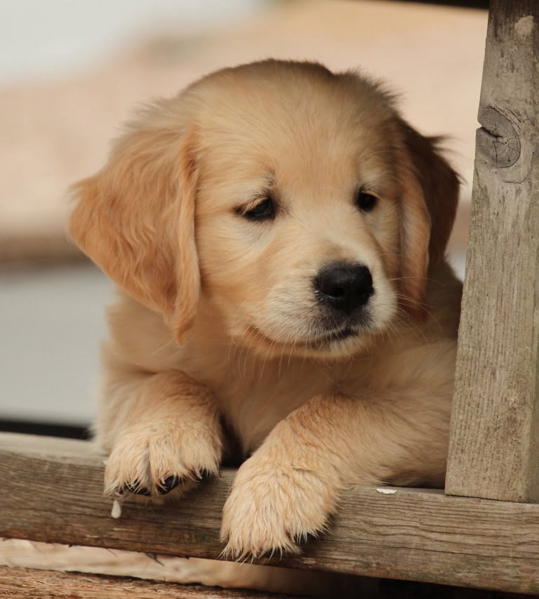 Beautiful Face Of Akc Golden Retriever Puppy Raised By Outstanding Breeders In Vermont Windy Knoll Golden Retrievers