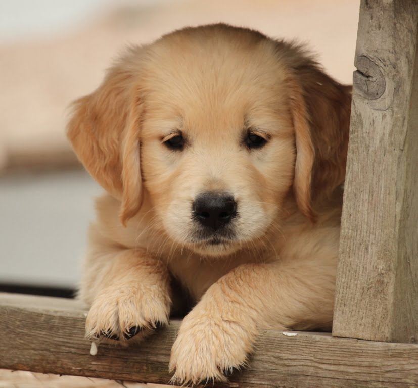 This Golden Puppy Needs Your Help!! Windy Knoll Golden