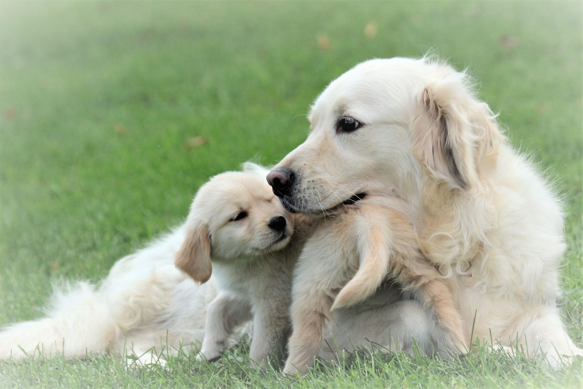 golden retriever puppy cream