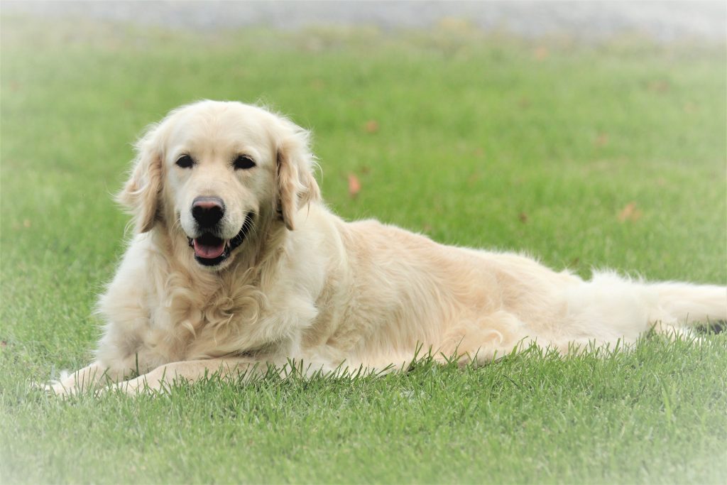 Senior Golden Retriever life expectancy and care for graying dogs
