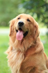 Medium Colored Golden Retriever