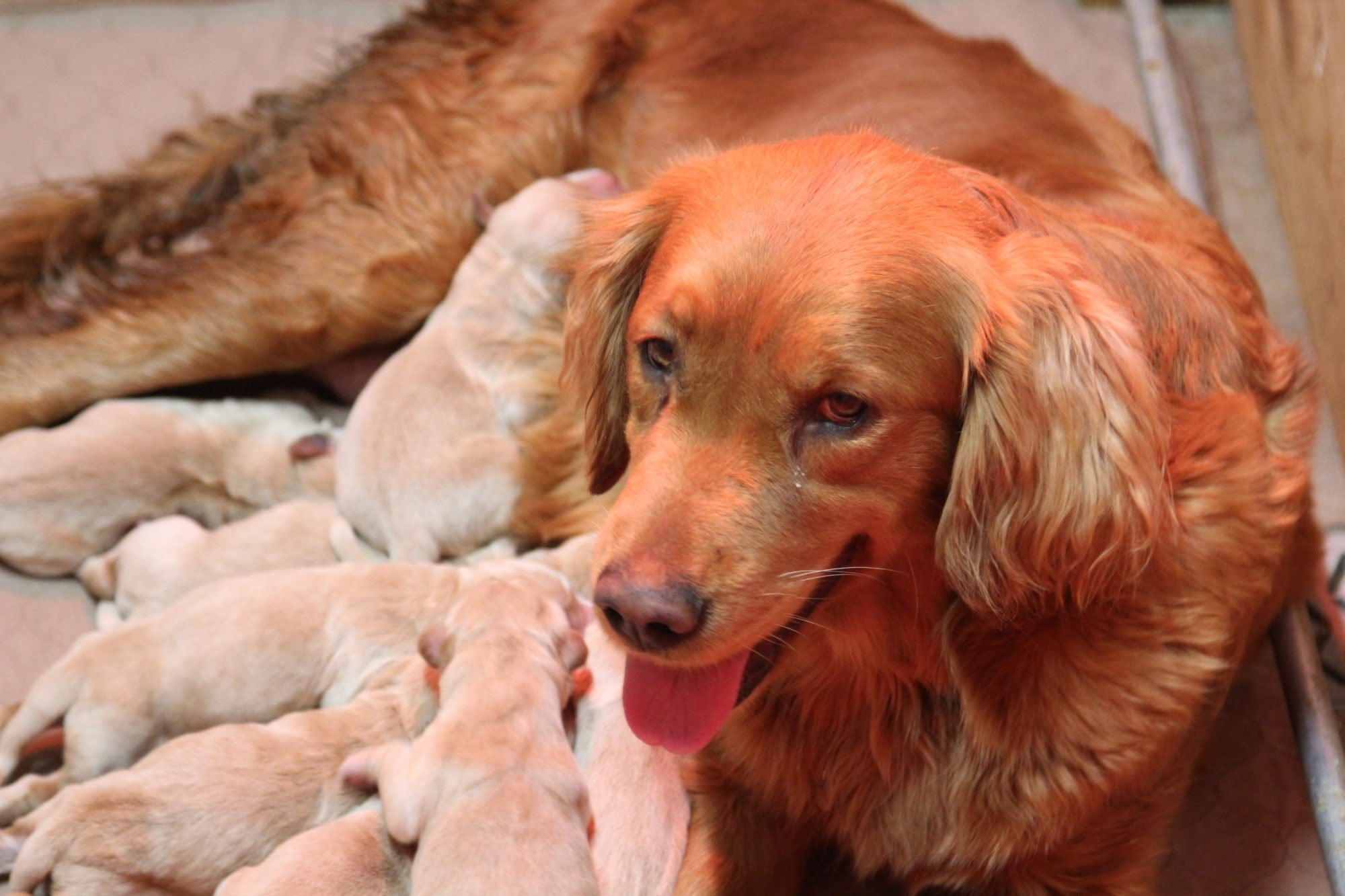 AKC Windy Knoll Goldens Clara Puppies