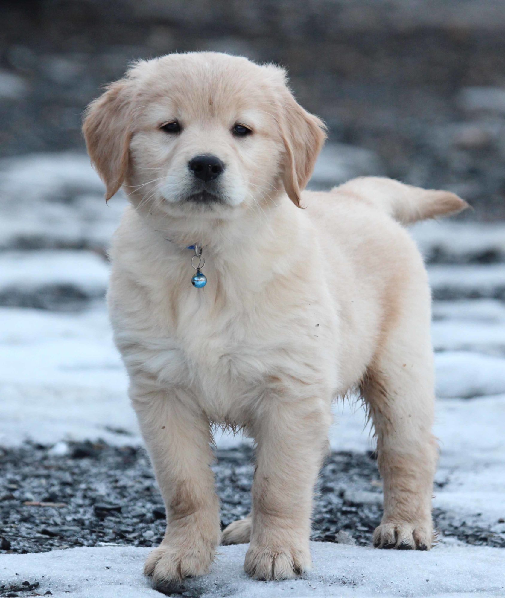 Akc golden pup top