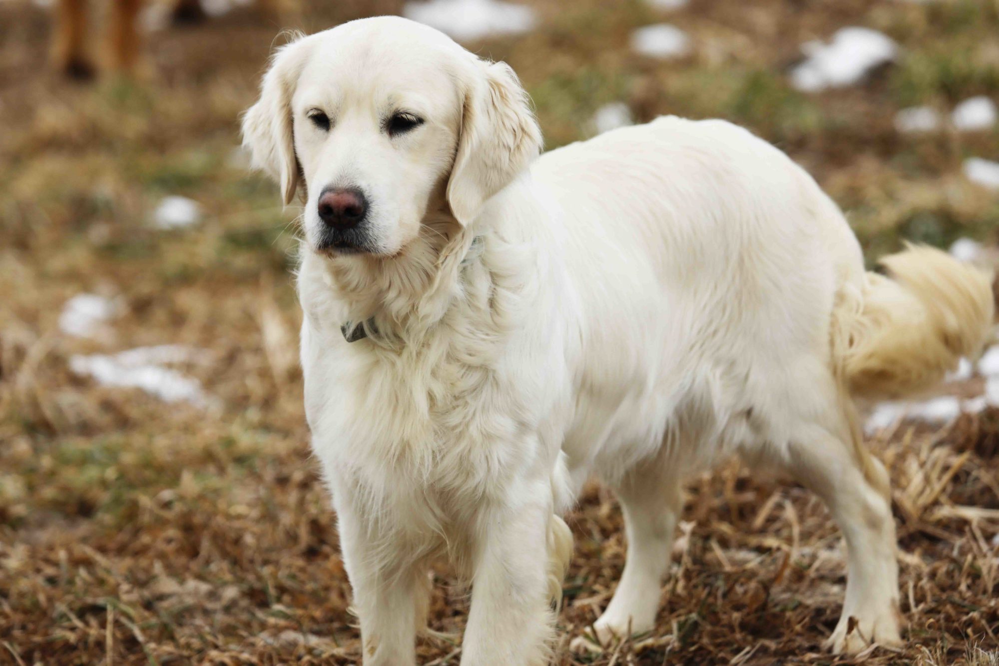 Akc english cream golden retriever sale