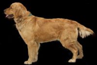 April Golden Retriever