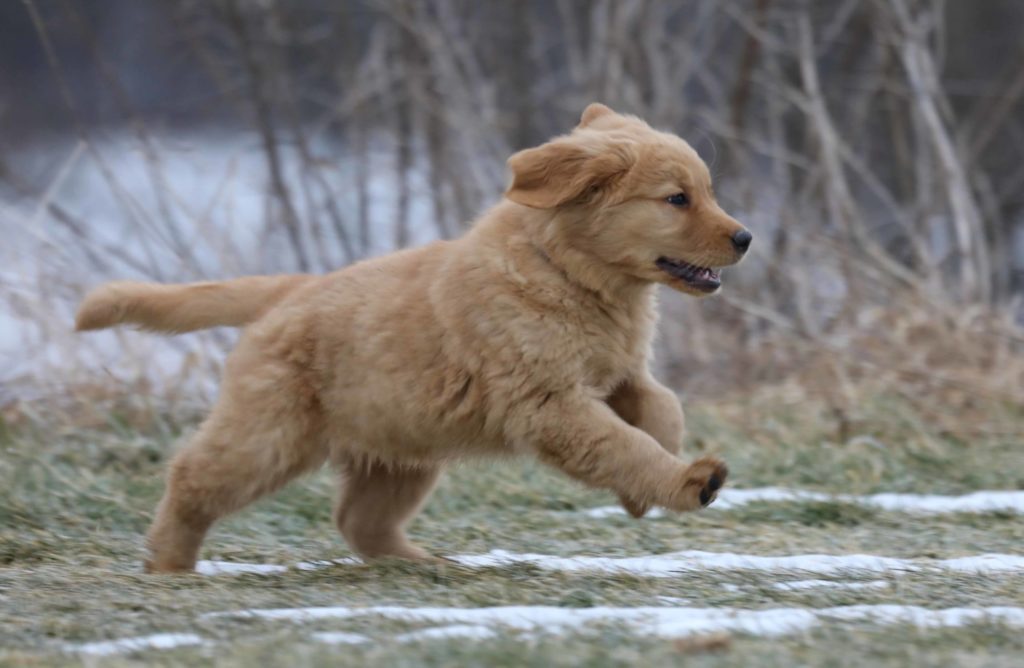 Golden Retriever puppy playing
