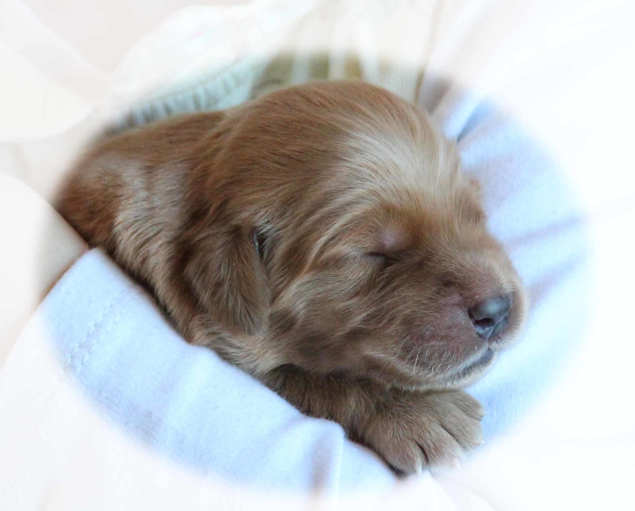 Blog Archives Page 12 Of 35 Windy Knoll Golden Retrievers Blog Archives Page 12 Of 35 Windy Knoll Golden Retrievers