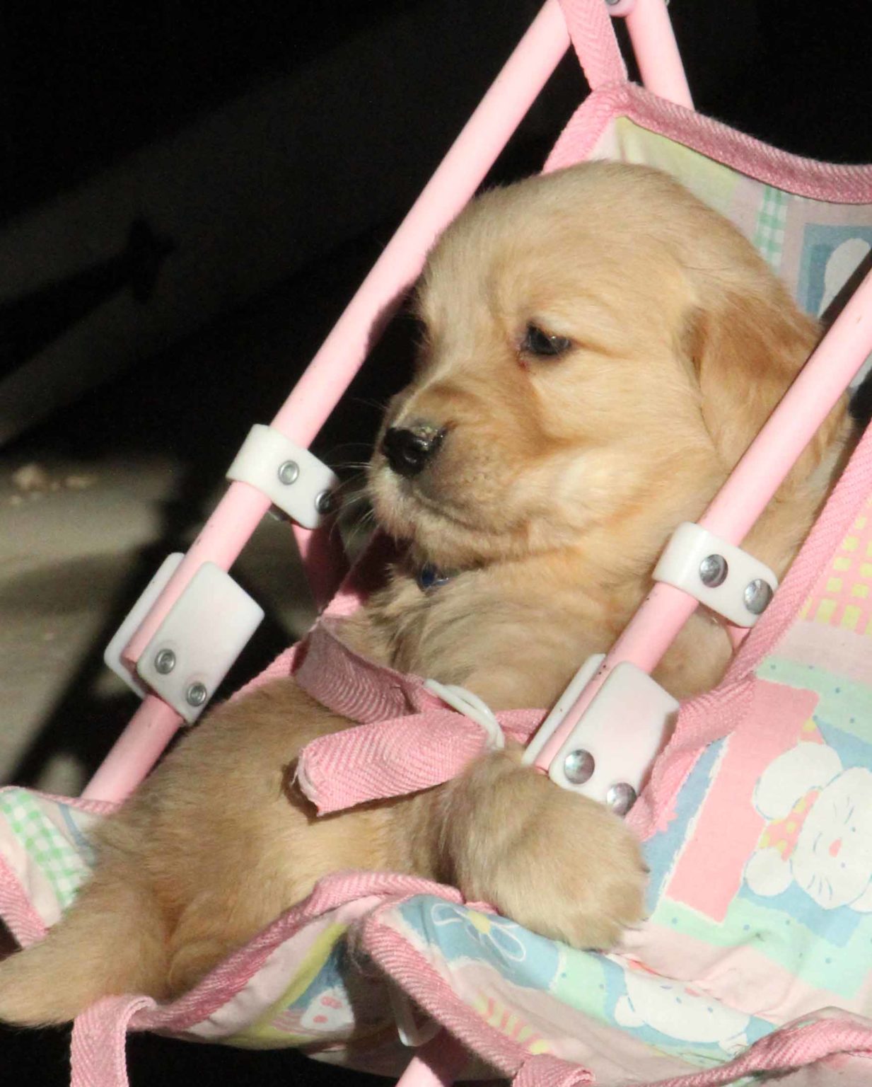 April's healthy AKC Golden Retriever puppy for sale in New England