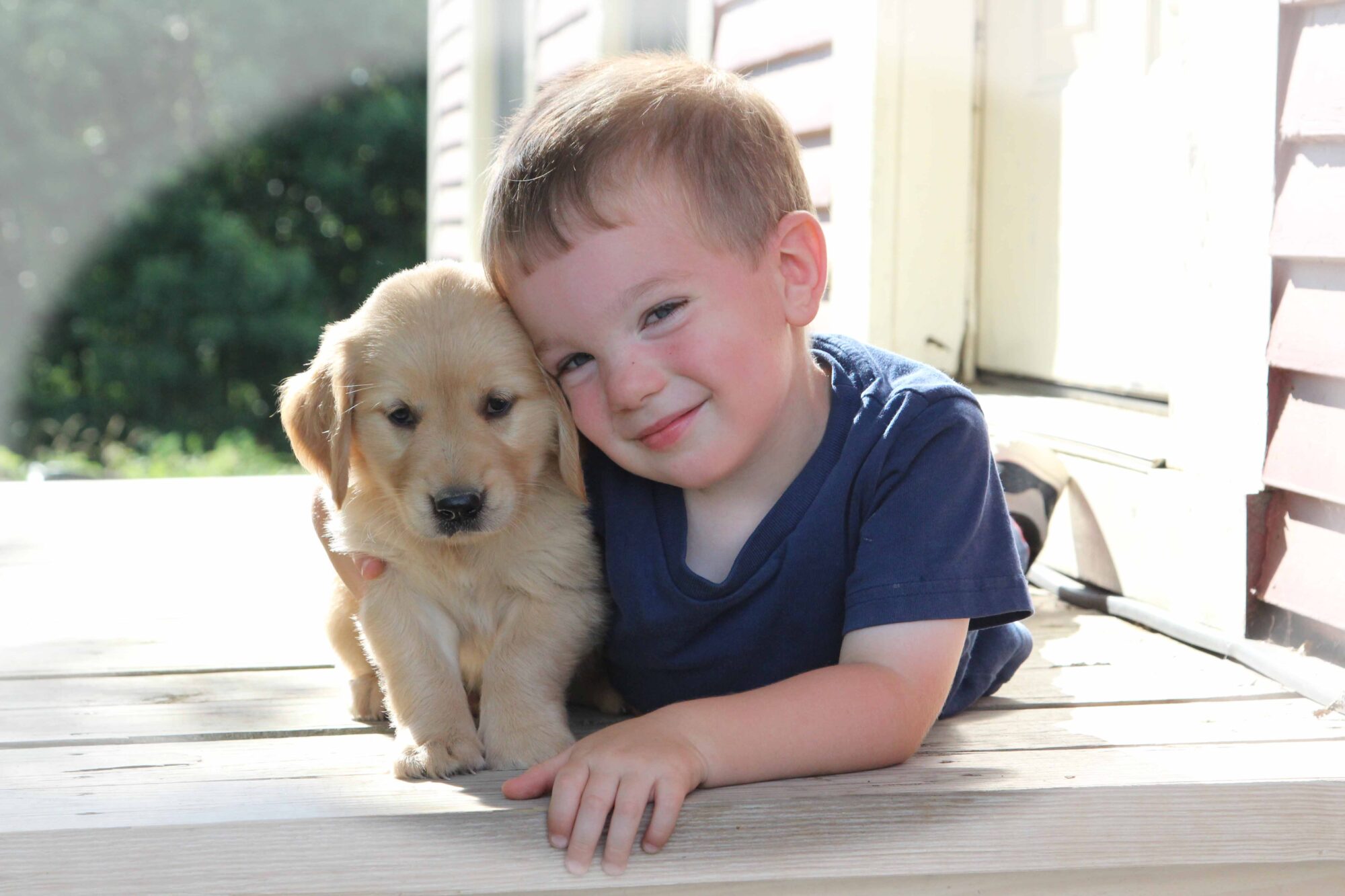 Reserve Your Golden Retriever Puppy From Windy Knoll Golden Retriever Puppies