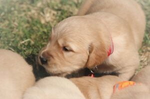 Spice & Buddy's Puppy