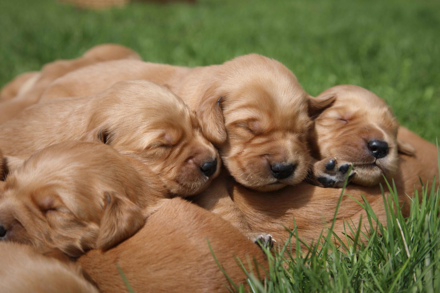 April and Grant's Large, Beautiful Litter of Dark Red Golden Pups