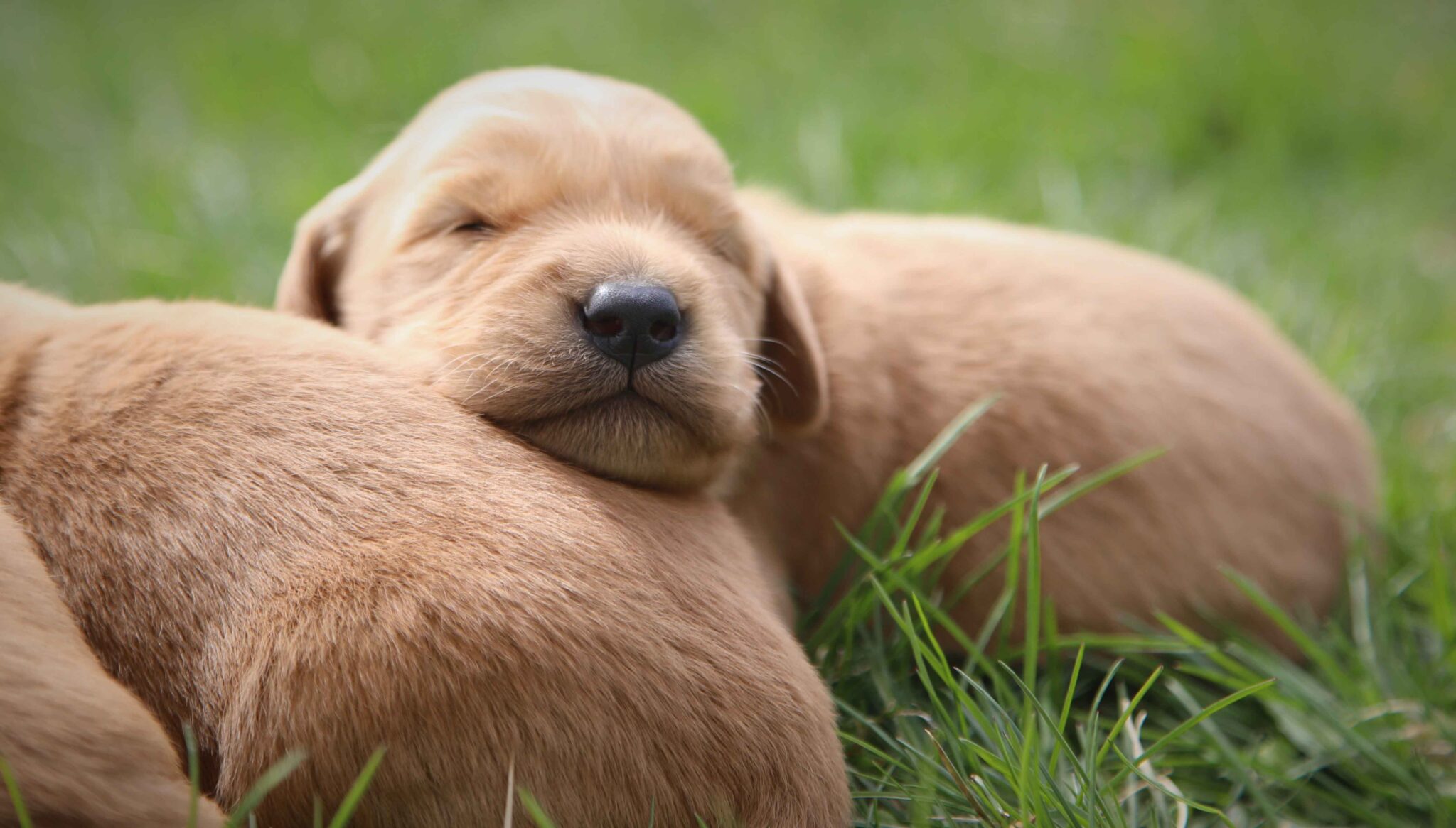 April and Grant's Large, Beautiful Litter of Dark Red Golden Pups