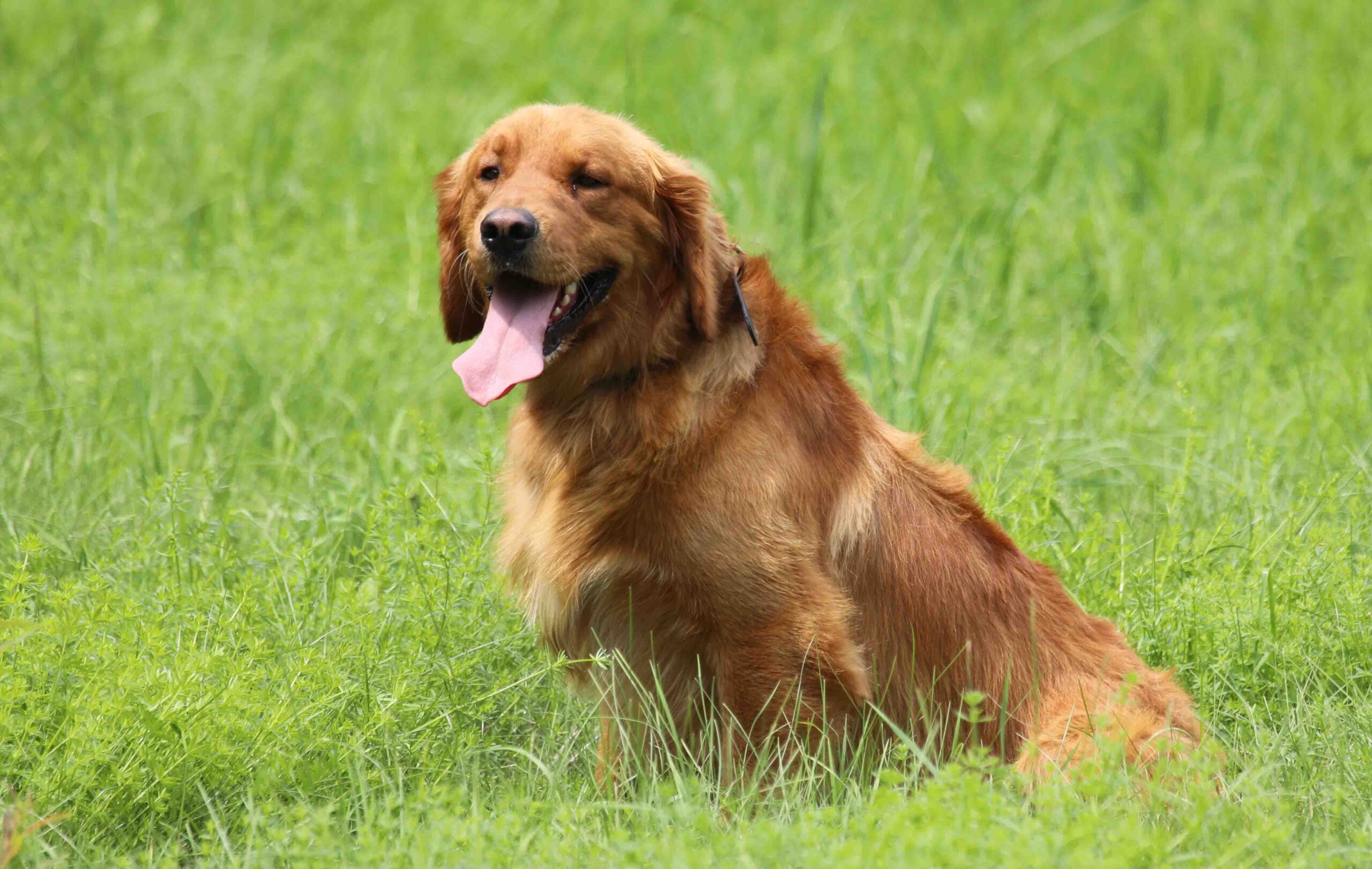 Dark Red Golden King George