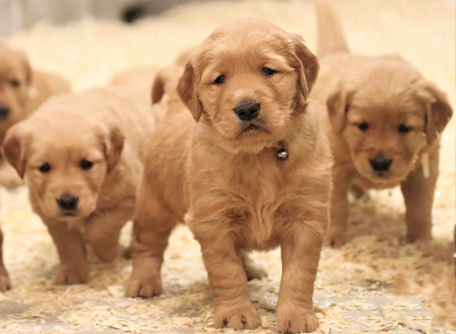 Reserve your golden retriever puppy from Windy Knoll Golden Retriever