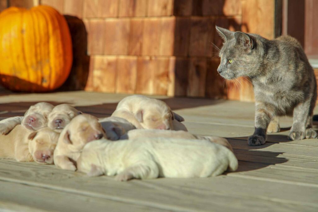 Golden Retriever Puppies with Cat