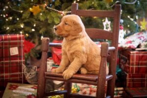 Merry Christmas Maine Dark Red Golden Retriever Puppy