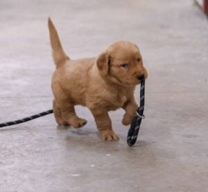 Puppy and Leash