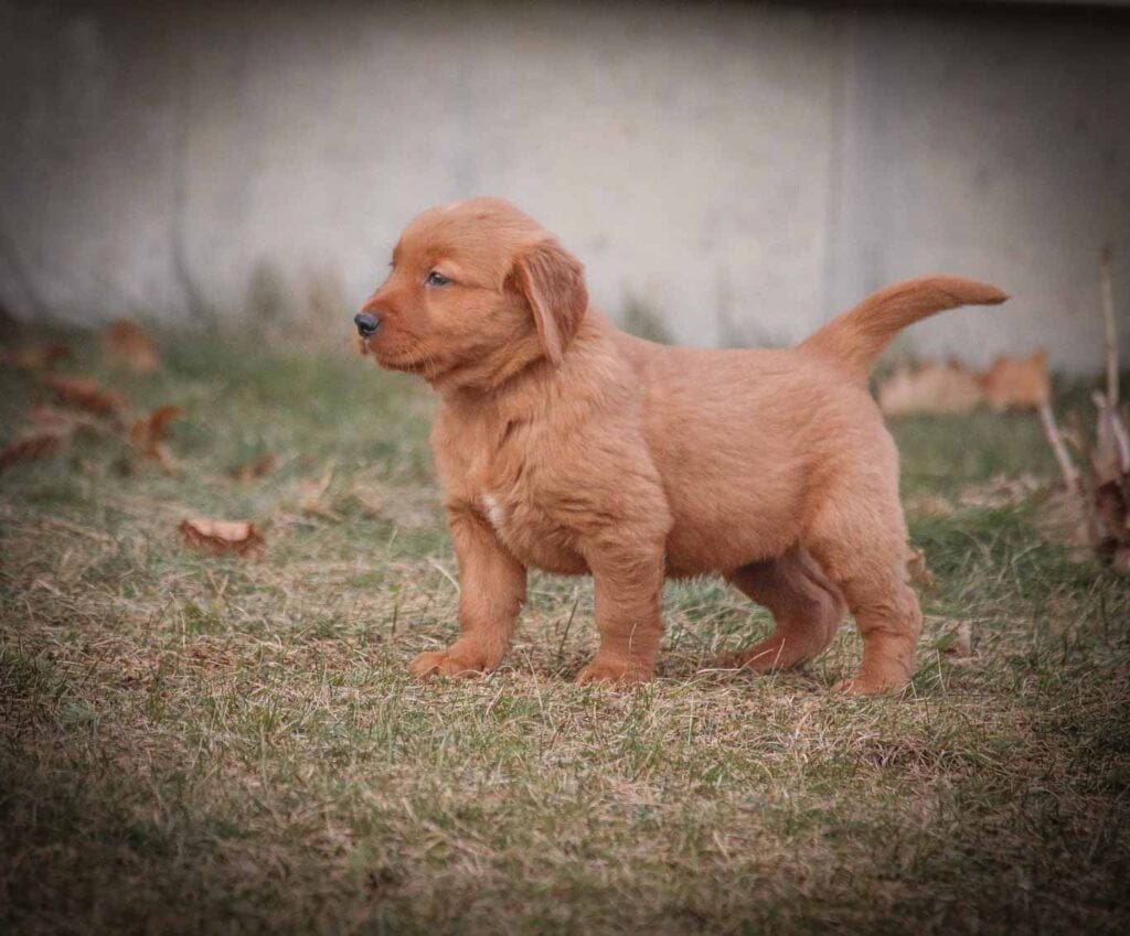 Windy Knoll Goldens Dark Red Golden Retriever Puppy in Maine